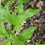 Polygonatum latifolium Flower