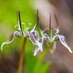 Scoliopus bigelovii Fleur