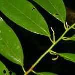 Virola multiflora Leaf