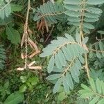 Tephrosia noctiflora Feuille