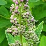 Spiraea salicifolia 花