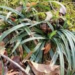 Carex flaccosperma Elinympäristö