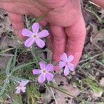 Phlox longifolia Blomst