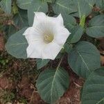 Datura innoxiaFloare