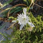 Pancratium maritimum Λουλούδι