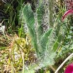 Hieracium villosum Leaf