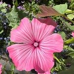 Malva trimestris Blomst