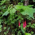 Fuchsia splendens 叶