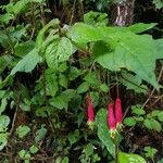 Fuchsia splendens List