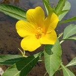 Ludwigia grandiflora Flor