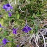Pinguicula grandiflora Mosusu