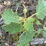 Solanum anguivi Folha