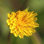 Agoseris heterophylla Flower