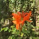 Tecomaria capensis Blüte