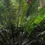 Cycas taiwaniana Leaf