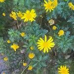 Euryops chrysanthemoides Floro