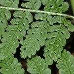 Hypolepis tenuifolia Лист