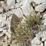 Carex glacialis عادت داشتن