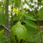 Juglans mandshuricaVrucht