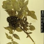 Zanthoxylum oxyphyllum Outro