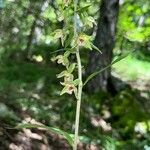 Epipactis helleborineKwiat