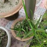 Aloe dawei 葉