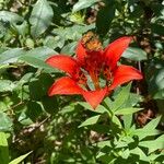 Lilium philadelphicum Flower