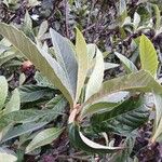 Eriobotrya japonica Likasa