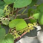 Vitis labruscaLeaf