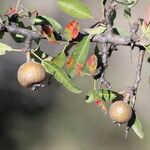 Pyrus spinosa Fruct