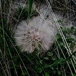 Tragopogon dubius 果実