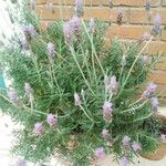 Lavandula dentata花