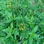 Lysimachia quadrifolia 葉