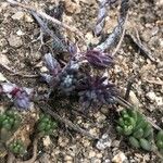 Sedum rubens Hoja