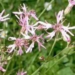 Silene flos-cuculiFlower