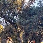 Podocarpus lambertii Hábito