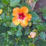 Hibiscus rosa-sinensis ᱵᱟᱦᱟ