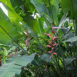 Heliconia collinsiana Habitat