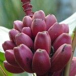Musa velutina Fruto