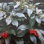 Ardisia crenata Habitus