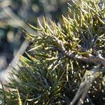 Genista acanthoclada Bark