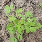 Fumaria muralis Yaprak