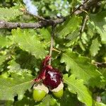 Quercus pubescens その他の提案