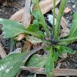 Arabidopsis thaliana Leaf