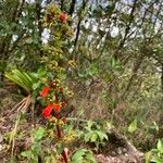 Kohleria spicata Kukka