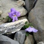 Viola cenisia Flower