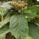 Viburnum rigidum ᱥᱟᱠᱟᱢ