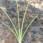 Eleusine indica Hoja