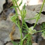 Torilis leptophylla Corteza