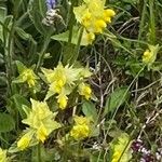 Rhinanthus glacialisFlower